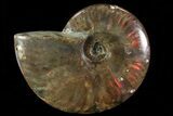 Iridescent Red Flash Ammonite - Madagascar #81384-1